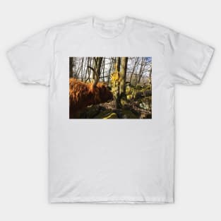 Scottish Highland Cattle Cow and Easter eggs 2348 T-Shirt